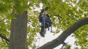 TumeFest: Puukiipeilyn SM: 17.06.2016 11.00