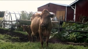 Neljä nenää: Marjojen poiminta: 15.08.2016 18.00