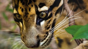 Avara luonto: Villi Kaakkois-Aasia: 10.06.2016 15.55