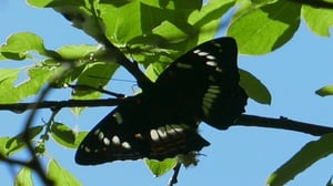 Tarinoita metsästä: Kesäniityn asukkaat: 06.06.2016 10.00