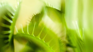 Prisma: Huonosti käyttäytyvät kasvit: 11.05.2016 19.00