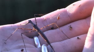 Ötökkämiehet: 22.06.2016 08.39