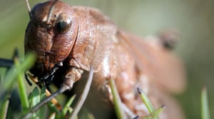 Ötökkämiehet: 29.06.2016 08.38