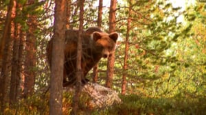 Karhumies: 27.07.2016 19.45