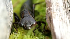 Ötökkämiehet: 13.07.2016 08.39