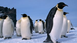 Avara luonto: Keisaripingviinin haaste: 05.08.2016 15.55