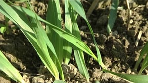 Yle Uutiset Keski-Suomi: Yle Uutiset Keski-Suomi 31-05-2016 Klo 17-06: 31.05.2016 16.30