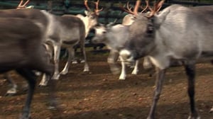 Yle Uutiset Lappi: Yle Uutiset Lappi 06-06-2016 Klo 17-06: 06.06.2016 16.58