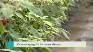 Yle Uutiset Pohjanmaa: Yle Uutiset Pohjanmaa 12-07-2016 Klo 18-22: 12.07.2016 18.02