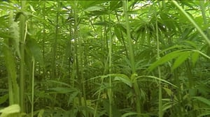 Yle Uutiset Itä-Suomi: Yle Uutiset Itä-Suomi 15-08-2016 Klo 17-06: 15.08.2016 16.32