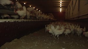 Yle Uutiset Lounais-Suomi: Yle Uutiset Lounais-Suomi 17-08-2016 Klo 17-06: 17.08.2016 16.46