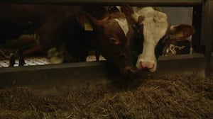 Yle Uutiset Itä-Suomi: Yle Uutiset Itä-Suomi 18-08-2016 Klo 17-06: 18.08.2016 16.27