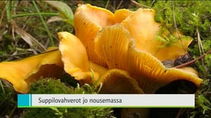Yle Uutiset Itä-Suomi: Yle Uutiset Itä-Suomi 22-08-2016 Klo 18-22: 22.08.2016 18.43