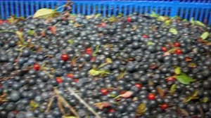 Yle Uutiset Lappi: Yle Uutiset Lappi 23-08-2016 Klo 17-06: 23.08.2016 16.43