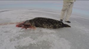 Yle Uutiset Lappi: Yle Uutiset Lappi 31-08-2016 Klo 17-06: 31.08.2016 16.47