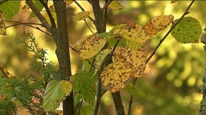 Yle Uutiset Lappi: Yle Uutiset Lappi 05-09-2016 Klo 17-06: 05.09.2016 16.41