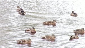 Yle Uutiset Itä-Suomi: Yle Uutiset Itä-Suomi 13-09-2016 Klo 17-06: 13.09.2016 16.31