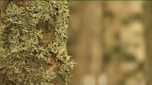 Yle Uutiset Pohjois-Suomi: Yle Uutiset Pohjois-Suomi 22-11-2016 Klo 17-06: 22.11.2016 16.39