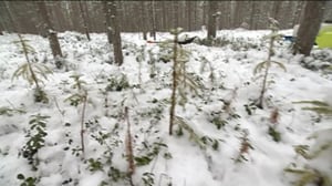 Yle Uutiset Lappi: Yle Uutiset Lappi 01-12-2016 Klo 17-06: 01.12.2016 16.38