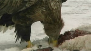 Yle Uutiset Lounais-Suomi: Yle Uutiset Lounais-Suomi 22-12-2016 Klo 17-06: 22.12.2016 16.32