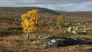 Yle Uutiset Lappi: Yle Uutiset Lappi 30-12-2016 Klo 17-06: 30.12.2016 16.37