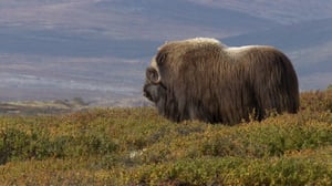 Luontoretkellä: Dovrefjellin myskihärät: 23.05.2016 19.00