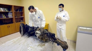 VICE: Cloning the Woolly Mammoth: 11.05.2016 22.00