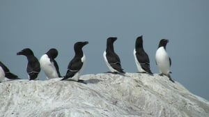 Kosteikoilta ulkoluodoille: 05.08.2016 20.24