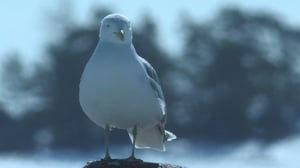 Kosteikoilta ulkoluodoille: 02.08.2016 20.24