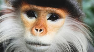 Avara luonto: Villi Kaakkois-Aasia: 24.06.2016 15.55