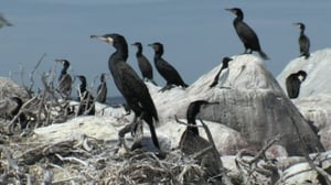 Kosteikoilta ulkoluodoille: 04.08.2016 20.24