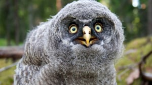 Luontoretkellä: Norjan uusi lintulaji: 25.11.2016 11.30