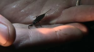 Ötökkämiehet: 10.08.2016 08.38