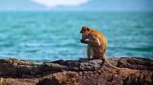 Avara luonto: Villi Kaakkois-Aasia: 03.06.2016 15.55