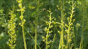 Luonnonkaunis Ahvenanmaa: Kämmekät: 05.07.2016 20.15