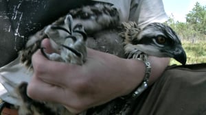 Lintumiehet: 22.07.2016 07.00