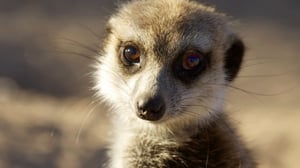 Avara luonto: Mangustien salaisuudet: 22.07.2016 15.55