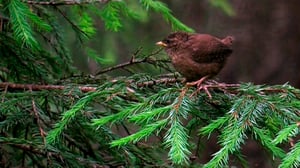 Tarinoita metsästä: Varpuslinnut: 06.06.2016 10.00
