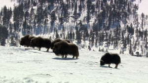 Luontoretkellä: Muinaiseläin rajaseudulla: 18.11.2016 12.34