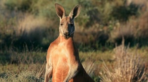 Avara luonto: Australia: 17.09.2016 18.45