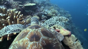 Avara luonto: Australia: 01.10.2016 18.45