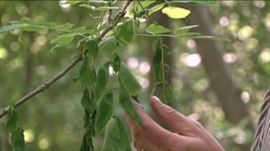 Luonto lähellä (S): 29.08.2016 08.48