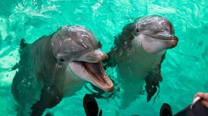 Yle Uutisluokka Triplet: Särkänniemen delfiinit muuttivat Kreikkaan (S): 29.08.2016 10.18