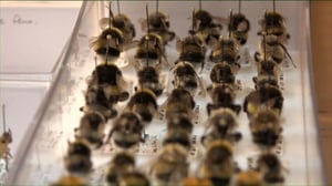 Luonto lähellä: myrkkypistiäiskartoitus: 05.09.2016 08.37