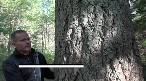 Luonto lähellä: Tulevaisuuden puut (S): 10.10.2016 08.57