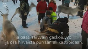 Yle Oddasat: Bigálusáigi lea álgán. / Erotusaika on alkanut.: 09.11.2016 13.42