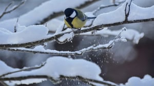 Yle Uutisluokka Triplet: Linnuilla uskomattomia konsteja talven selättämiseen (S): 22.11.2016 08.50