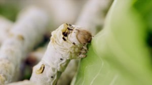 Laatua lyhyesti: 28.07.2016 21.55