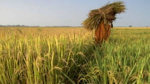 Ihmisen vaikutus planeettaamme: 09.11.2016 19.51