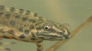 Vesilisko ja sisilisko: 14.07.2016 20.15